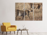 Leinwandbild 3-teilig 2 Leoparden