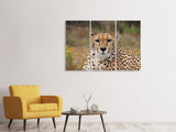 Leinwandbild 3-teilig Gepard XL