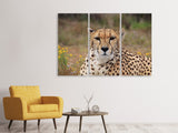 Leinwandbild 3-teilig Gepard XL