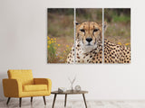 Leinwandbild 3-teilig Gepard XL