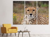 Leinwandbild 3-teilig Gepard XL