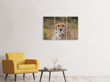 Leinwandbild 3-teilig Gepard XL
