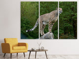 Leinwandbild 3-teilig Gepard auf dem Sprung