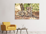 Leinwandbild 3-teilig Sonnender Gepard