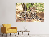 Leinwandbild 3-teilig Sonnender Gepard