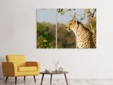 Leinwandbild 3-teilig Gepard in der Natur