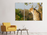 Leinwandbild 3-teilig Gepard in der Natur