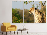 Leinwandbild 3-teilig Gepard in der Natur