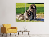 Leinwandbild 3-teilig 2 Wolfsspitz