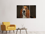Leinwandbild 3-teilig Typisch Basset