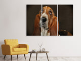 Leinwandbild 3-teilig Typisch Basset