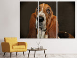 Leinwandbild 3-teilig Typisch Basset