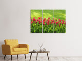 Leinwandbild 3-teilig Rotes Tulpenfeld im Sonnenlicht