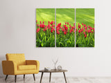 Leinwandbild 3-teilig Rotes Tulpenfeld im Sonnenlicht