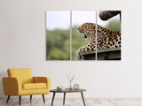 Leinwandbild 3-teilig Müder Leopard