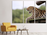 Leinwandbild 3-teilig Müder Leopard