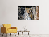Leinwandbild 3-teilig Leopard auf der Lauer