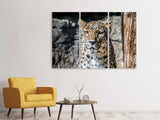 Leinwandbild 3-teilig Leopard auf der Lauer