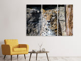 Leinwandbild 3-teilig Leopard auf der Lauer