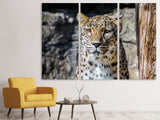 Leinwandbild 3-teilig Leopard auf der Lauer