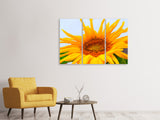 Leinwandbild 3-teilig Grosse Sonnenblume