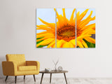 Leinwandbild 3-teilig Grosse Sonnenblume