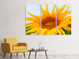 Leinwandbild 3-teilig Grosse Sonnenblume