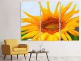 Leinwandbild 3-teilig Grosse Sonnenblume