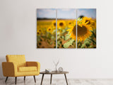 Leinwandbild 3-teilig Eine Sonnenblume im Feld