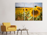 Leinwandbild 3-teilig Eine Sonnenblume im Feld