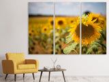 Leinwandbild 3-teilig Eine Sonnenblume im Feld