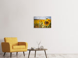 Leinwandbild 3-teilig Eine Sonnenblume im Feld