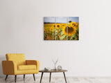 Leinwandbild 3-teilig Eine Sonnenblume im Feld