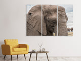 Leinwandbild 3-teilig XL Elefant