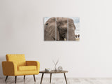 Leinwandbild 3-teilig XL Elefant