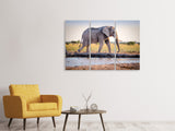 Leinwandbild 3-teilig Elefant in der Natur