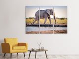 Leinwandbild 3-teilig Elefant in der Natur