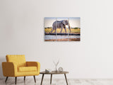 Leinwandbild 3-teilig Elefant in der Natur