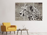Leinwandbild 3-teilig Schöner Gepard
