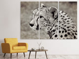 Leinwandbild 3-teilig Schöner Gepard