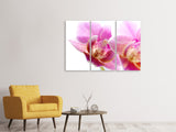 Leinwandbild 3-teilig Prächtige Phalaenopsis