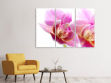 Leinwandbild 3-teilig Prächtige Phalaenopsis
