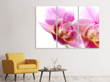 Leinwandbild 3-teilig Prächtige Phalaenopsis