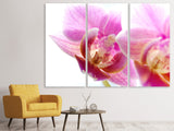 Leinwandbild 3-teilig Prächtige Phalaenopsis