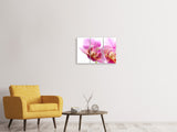 Leinwandbild 3-teilig Prächtige Phalaenopsis