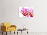 Leinwandbild 3-teilig Prächtige Phalaenopsis