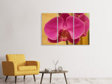 Leinwandbild 3-teilig Close up Orchidee in pink