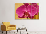Leinwandbild 3-teilig Close up Orchidee in pink