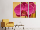 Leinwandbild 3-teilig Close up Orchidee in pink