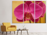 Leinwandbild 3-teilig Close up Orchidee in pink